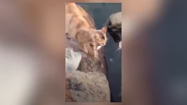 Смешные котики #67.mp4 смотреть онлайн