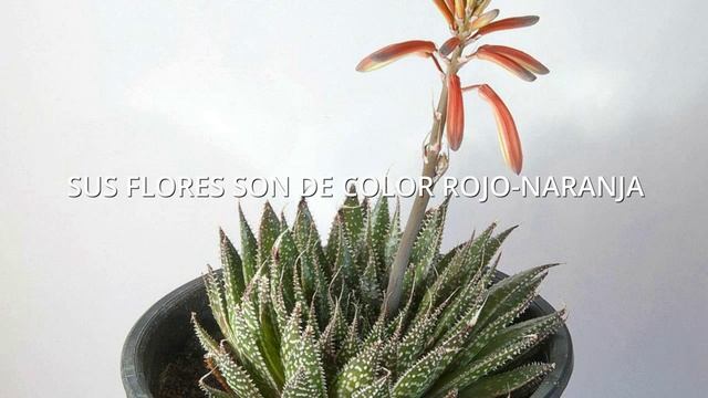 Planta Aloe Aristata смотреть онлайн
