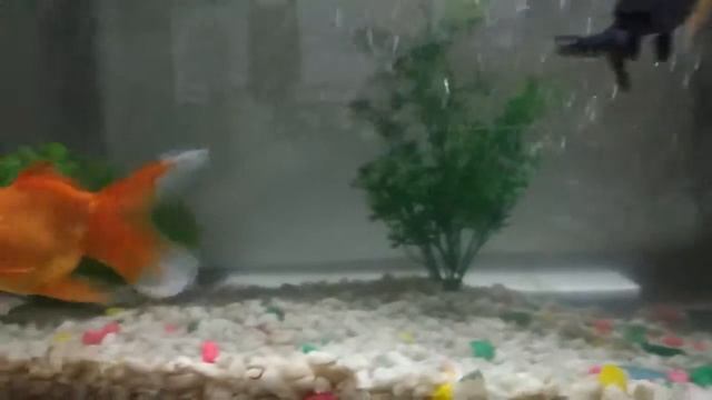 How setup best tank for gold fish смотреть онлайн