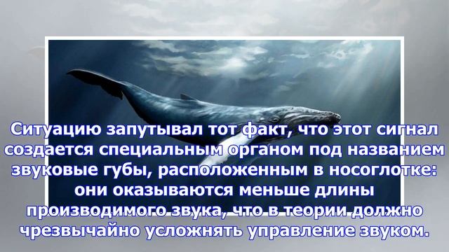 Эхолокации китов помогают кости, жир и воздух смотреть онлайн