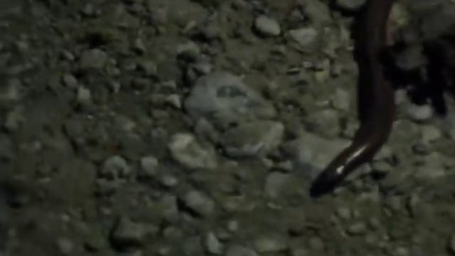 Змея! Кто скажет, что за змея мне попалась в лесу подмосковья?