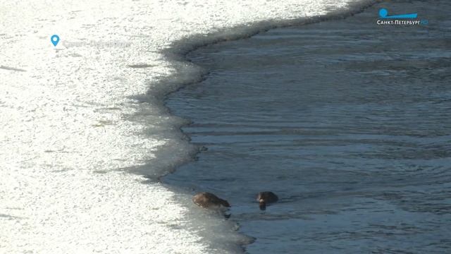 Самые маленькие водоплавающие птицы — малые поганки и черчение глухарей на мартовском снегу смотреть онлайн