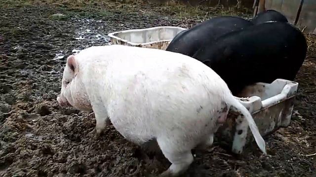 Утепляем сарай для вьетнамских свиней смотреть онлайн