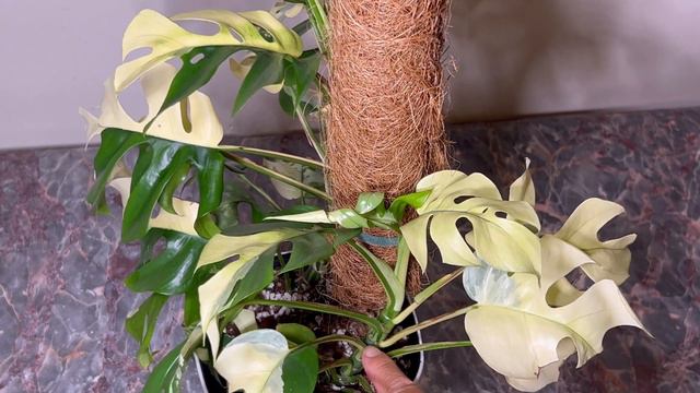 My Variegated Rhaphidophora Tetrasperma 💚