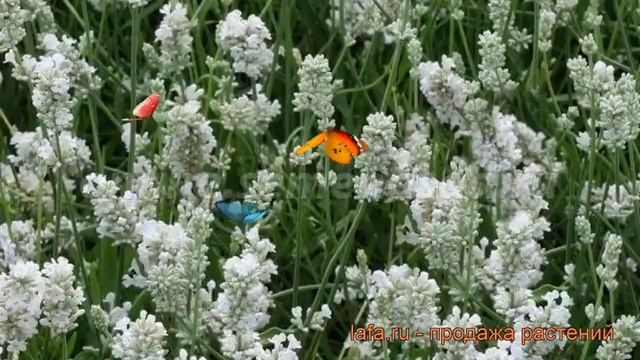 Лаванда узколистная Нана Альба ? обзор: как сажать, рассада лаванды Нана Альба