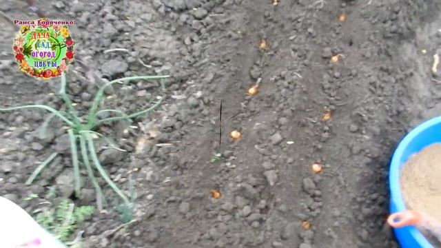 Чем позже посадка этого лука осенью, тем больше урожай летом. смотреть онлайн