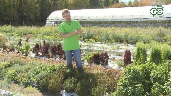 Чабер и чабрец. В чем разница?