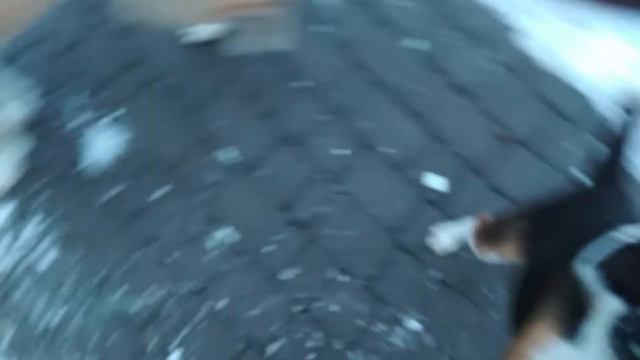 Бигль Джек (7,5мес.) Зимняя прогулка в местах нашего детства - его и моего смотреть онлайн