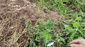 ?Картофель урожай 2023? Кармен, Ла Страда, Сюрприз, Бриз.