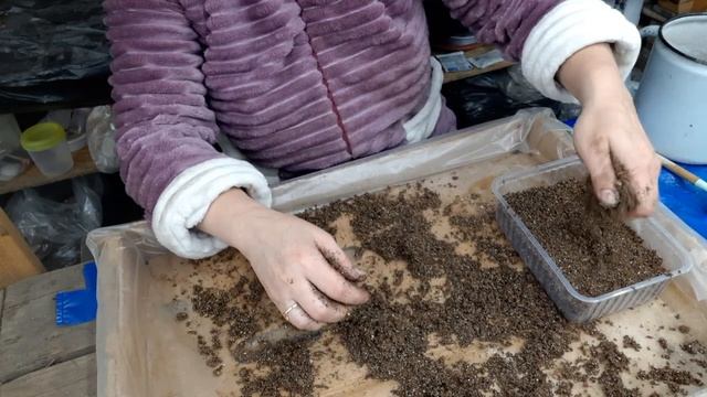 посев петунии смотреть онлайн