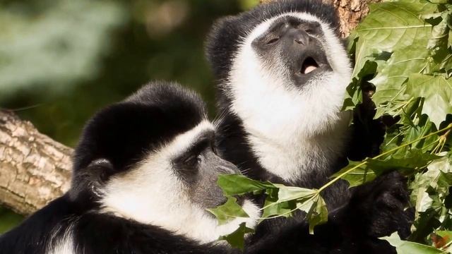 Королевский колобус (Colobus Polykomos)
