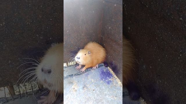 Отмерз и Начел гнить хвост у нутрии. смотреть онлайн