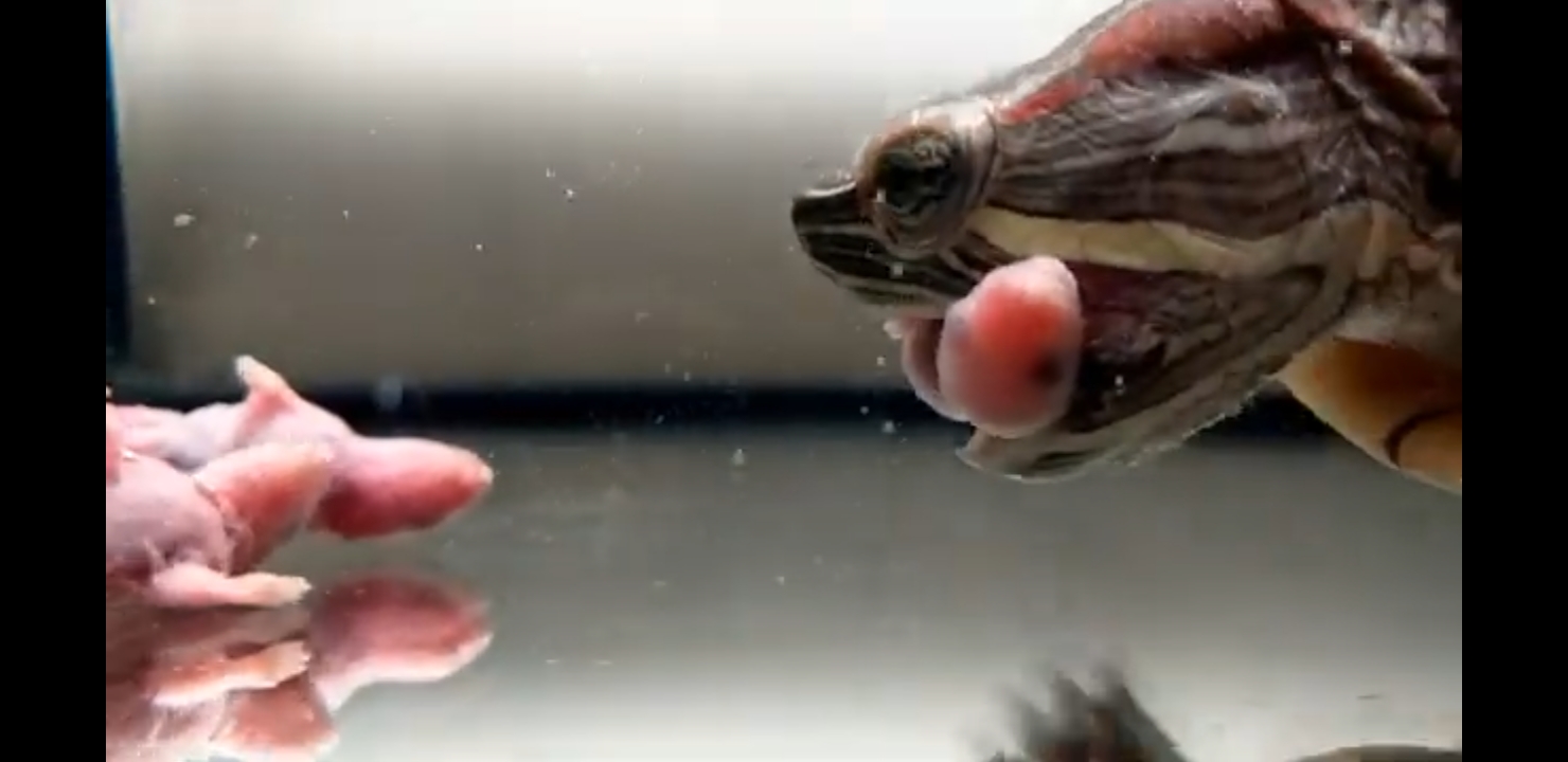 черепаха ест мышей / самая любимая еда черепах / черепаха против саранчи / живое кормление #FrogTV смотреть онлайн