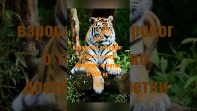 Топ 5 фактов про амурских тигров #факты #познавательно #животные #интересно #тигры смотреть онлайн