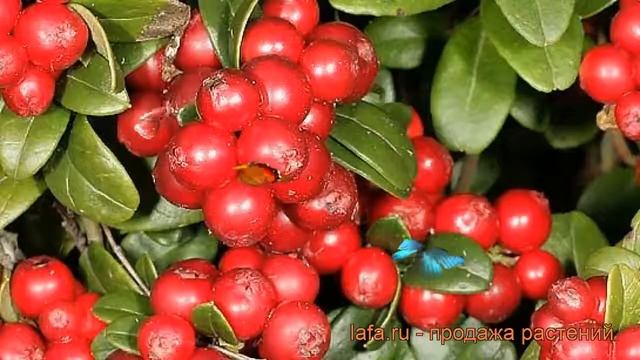 Брусника обыкновенная Руно Билявски (vaccinium) ? обзор: как сажать, саженцы брусники Руно Билявски смотреть онлайн