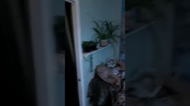 Фиалочки расцвели красота смотреть онлайн