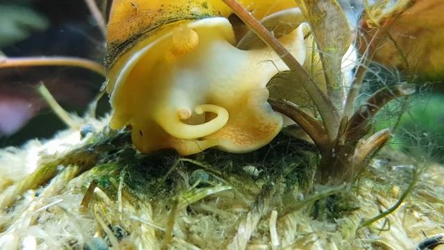 Ампулярия ест водоросли олений рог смотреть онлайн