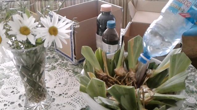 С Любовью о важном и разном. Август. Высаживаем ирисы смотреть онлайн