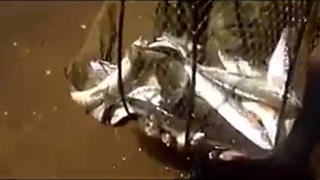 Подборка лучших приколов на рыбалке — копия смотреть онлайн