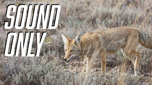 Coyote Howling Sounds Call Sounds for Hunting смотреть онлайн