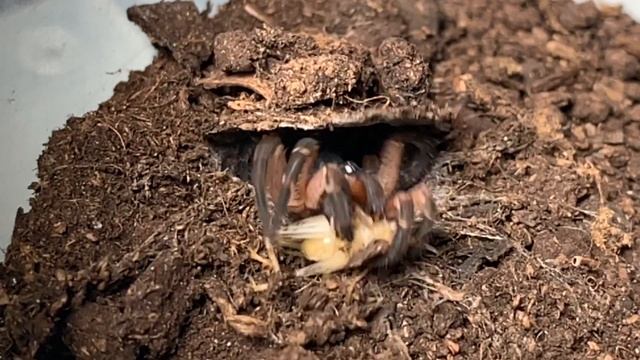 Liphistius cf ornatus: A tremendous trapdoor spider. смотреть онлайн