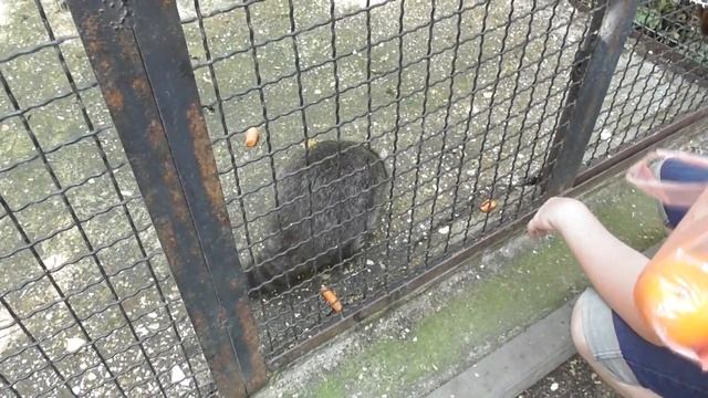 ОЧЕНЬ ЗЛОЙ ОБЕЗЬЯН /САФАРИ ПАРК ТАЙГАН /Часть 3 смотреть онлайн