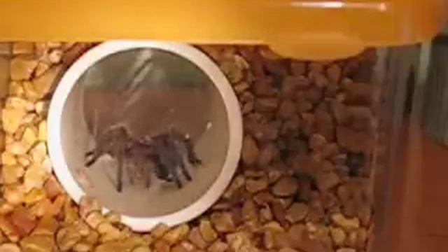 Tarantula feeding dance (Aphonopelma anax) смотреть онлайн