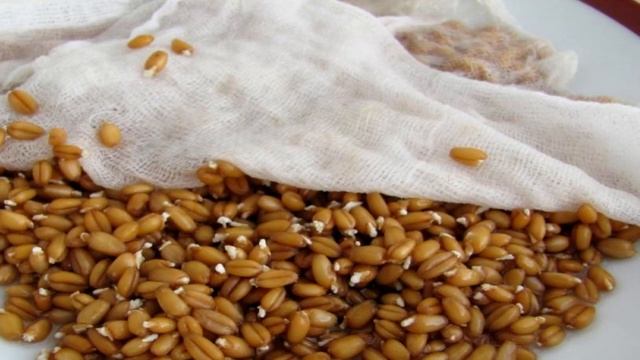 КАК ПРАВИЛЬНО ПРИГОТОВИТЬ И ЕСТЬ ПРОРОЩЕННЫЕ ЗЕРНА ПШЕНИЦЫ смотреть онлайн