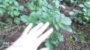 Способы посадки картофеля вручную. Посадка картофеля рядами и в грядки #6