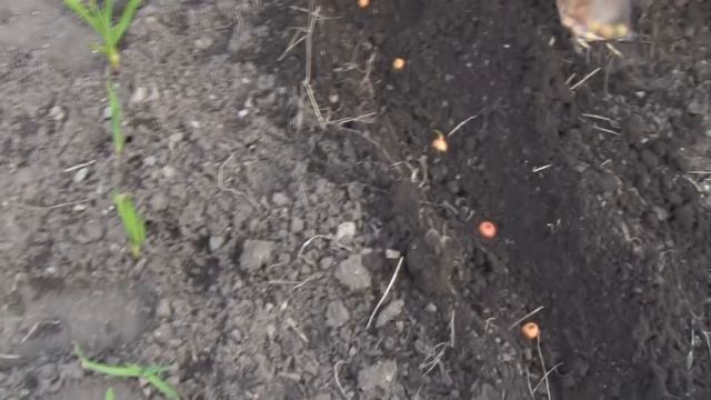 Посадка Лука-Севка Весной. смотреть онлайн