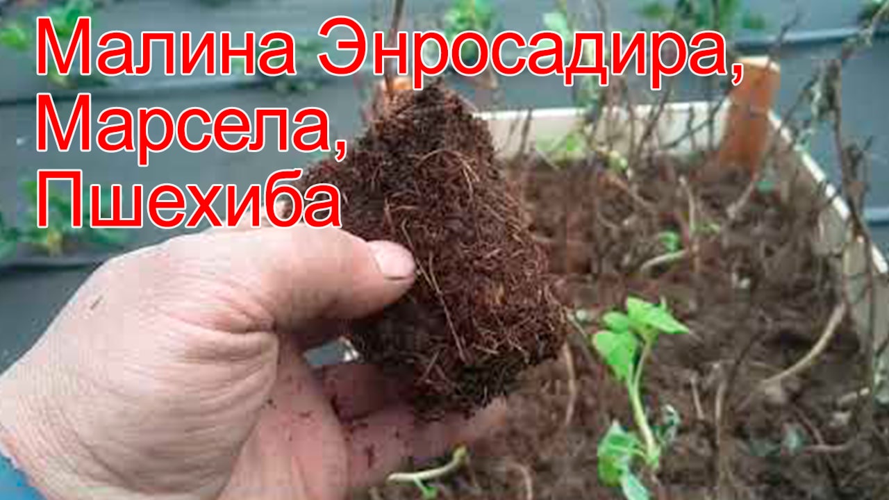 Малина Энросадира, Марсела, Пшехиба, высаживаем саженцы с совместной закупки смотреть онлайн