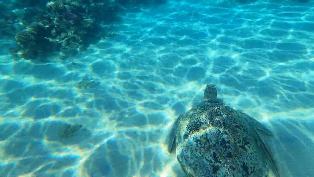 4K Chelonia mydas - Зелёная черепаха смотреть онлайн