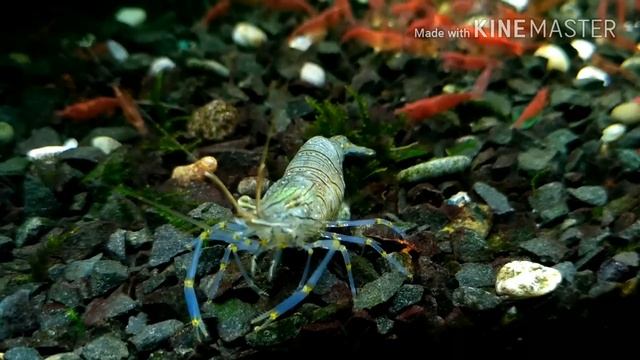 Черноморская креветка в аквариуме/aquarium shrimps смотреть онлайн