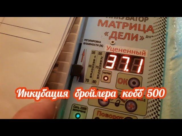 Вечер восемнадцатого дня инкубации. Готовимся к появлению цыплят смотреть онлайн