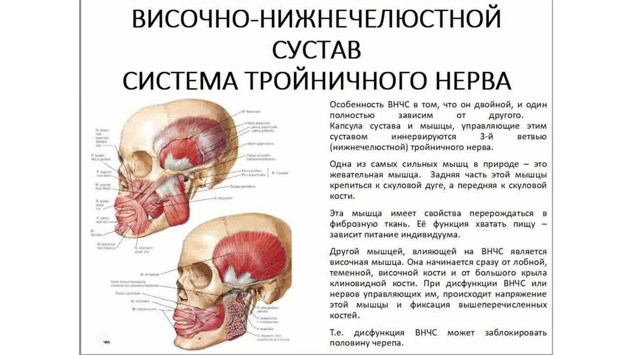 07 Семинар ЛИЦЕВОЙ ЧЕРЕП височно нижнечелюстной сустав смотреть онлайн