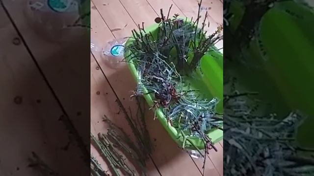 Осеннее черенкование роз. смотреть онлайн