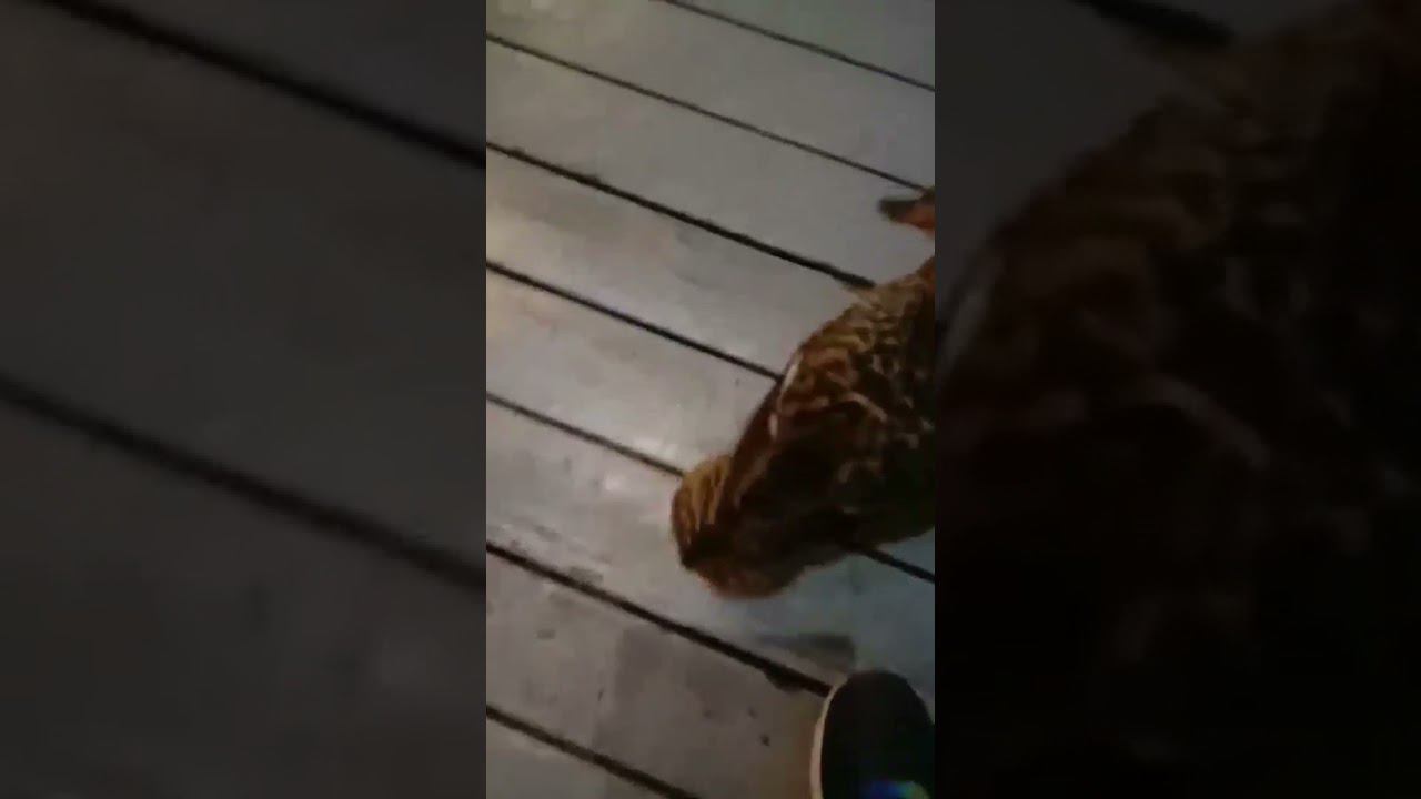 -Landed duck in public cafe.