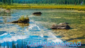 ВОДОРОСЛИ. Мир растений для детей. Низшие растения.