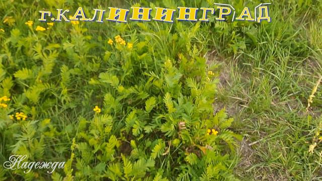 "ЛИДИНО" В г. КАЛИНИНГРАДЕ АХ. КАК Я ЛЮБЛЮ ГУЛЯТЬ В ТАКИХ МЕСТАХ.ТАМ,ГДЕ ЛЮДИ МАЛО ХОДЯТ. ЛИДИНО смотреть онлайн