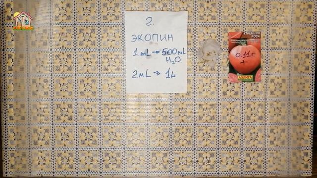 Томаты. Пересаживаю проросшие за 4 дня семена замоченные в Циркон и Экопин. DIY & DACHA №164 смотреть онлайн