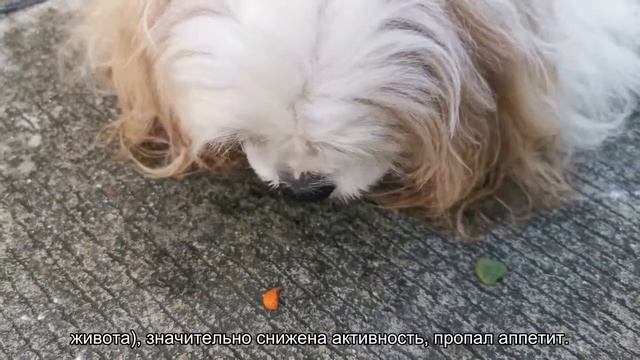 Слабительное для кошек смотреть онлайн