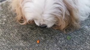 Слабительное для кошек