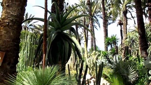 Пальмотерапия. Прекрасная прогулка в большом пальмовом саду. Валенсия (Испания) смотреть онлайн