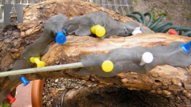 Bonsai: Advanced technique. Graft of vein alive performed on Olea europaea by Stefano Defraia смотреть онлайн
