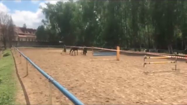 Прыжки на свободе (horse jumping free) смотреть онлайн