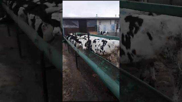 Покупаю бычков для откорма