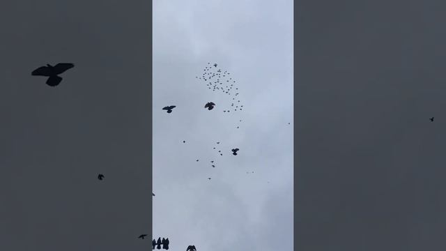 Николаевские голуби бабочка Дениса Петренко 30.11.2021 год смотреть онлайн