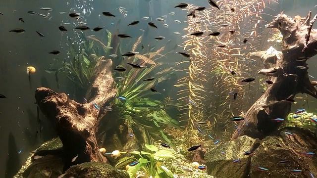 Аквариум пресноводных рыб Днепр! Freshwater fish aquarium Dnepr! смотреть онлайн