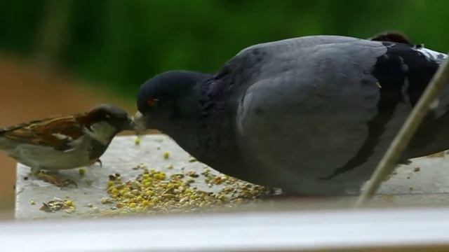 Завтрак для пернатых. ГОЛУБЬ И ВОРОБЕЙ. PIGEON AND SPARROW. смотреть онлайн