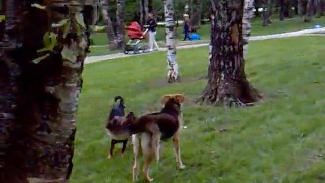 Коллеги по несчастью или счастью.. смотреть онлайн